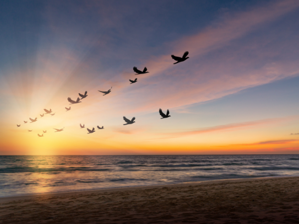 birds-freedom-sunset